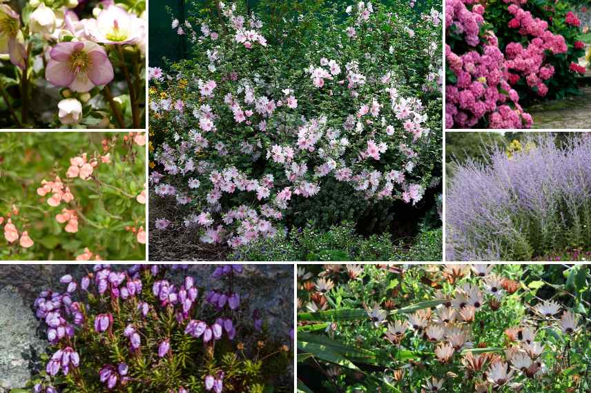 plantes belles toute l'année, jardin beau toute l annee, plantes arbustes vivaces beaux toute l'annee