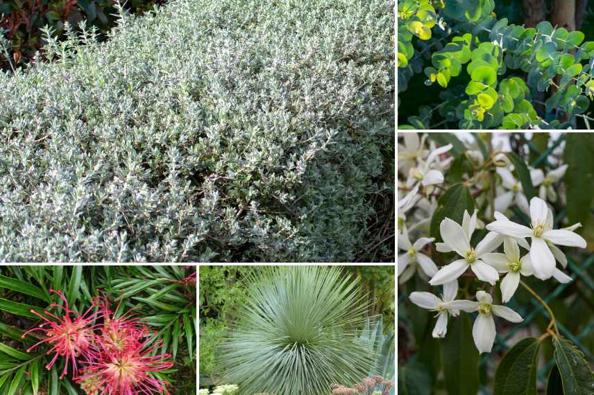 plantes belles toute l'année, jardin beau toute l annee, plantes arbustes vivaces beaux toute l'annee