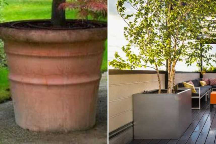 Cultiver un Amelanchier en pot, quel Amelanchier pour bac, Amelanchier pour terrasse