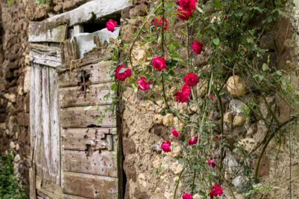 Comment rajeunir un vieux rosier grimpant ?