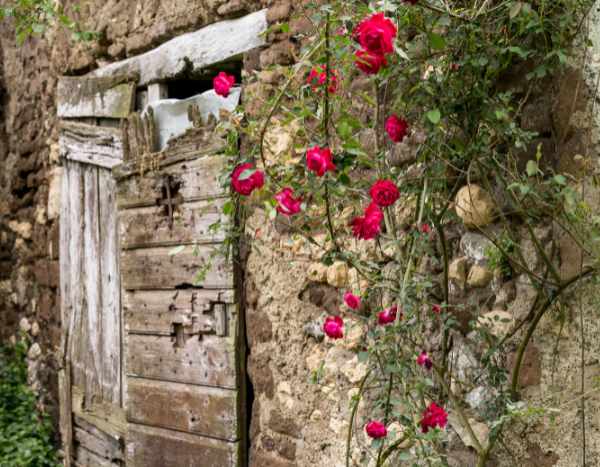 Comment rajeunir un vieux rosier grimpant ?