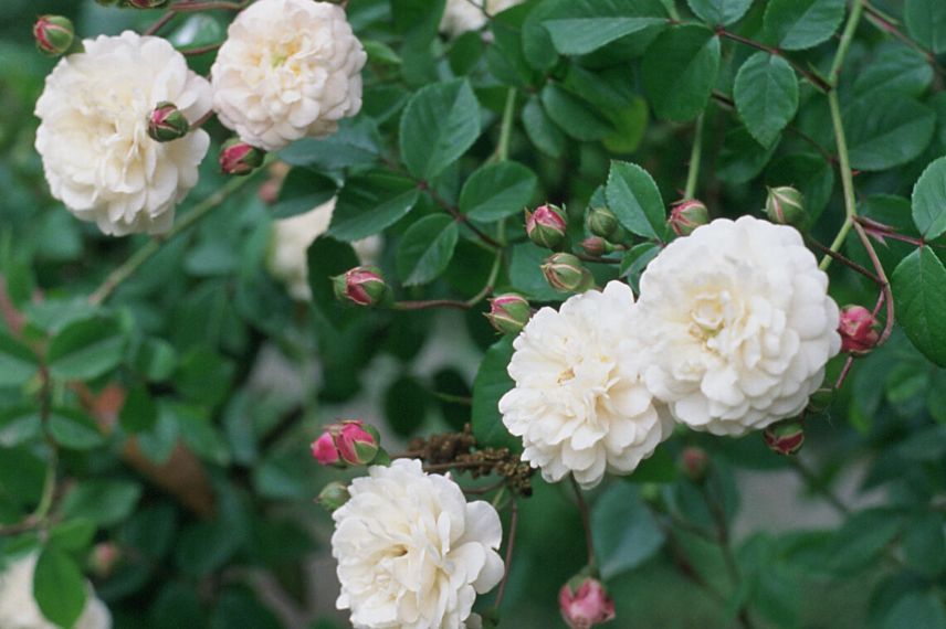 rosier petites fleurs