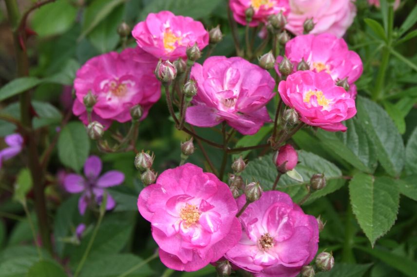 rosier petites fleurs