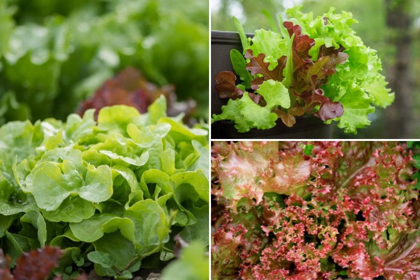 choisir une salade pour débuter