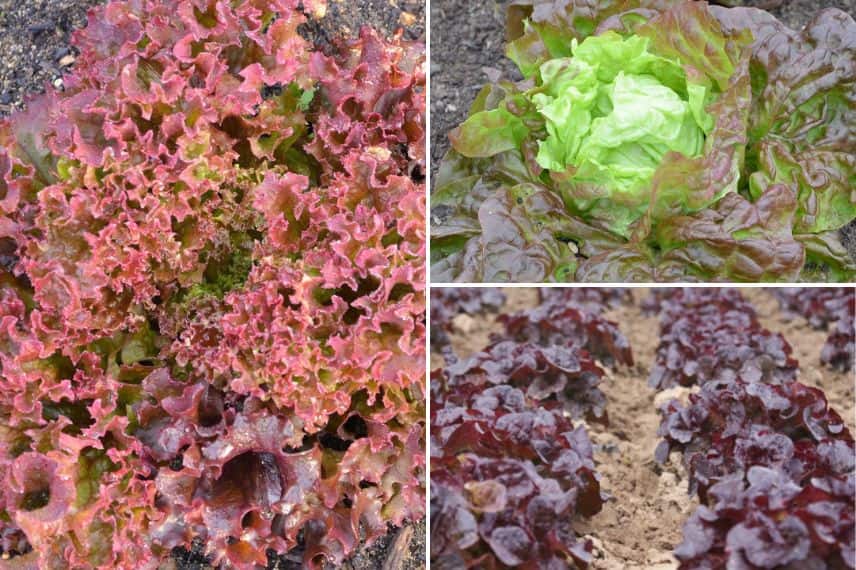 salades pour débuter le potager