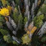 Les ravages des scolytes sur les forêts