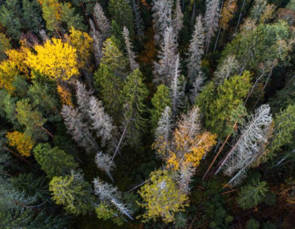 Les ravages des scolytes sur les forêts