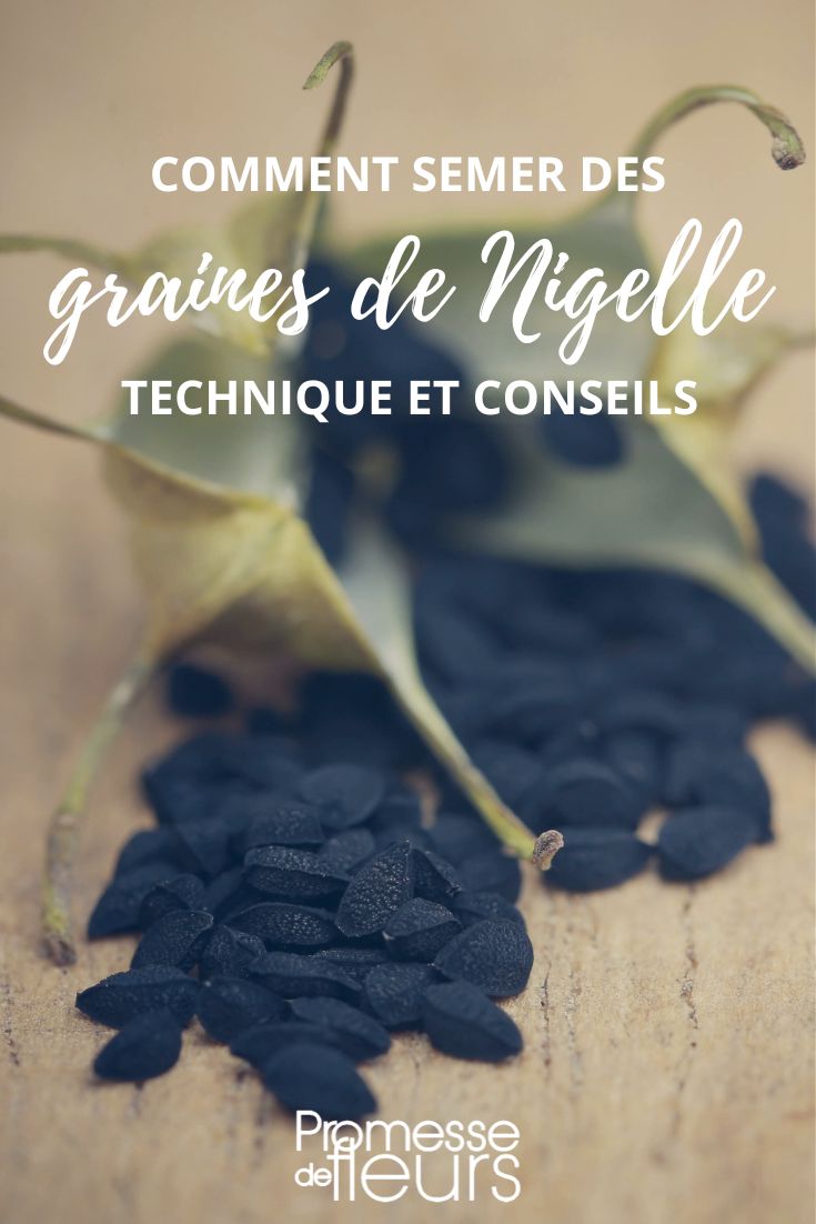 Gélules de nigelle - Secret Sacré