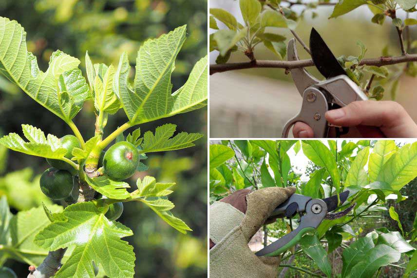 Taille des arbres fruitiers au printemps