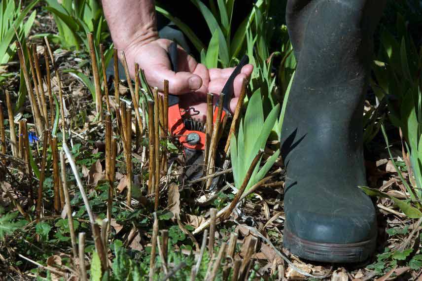 Taille des plantes vivaces au printemps