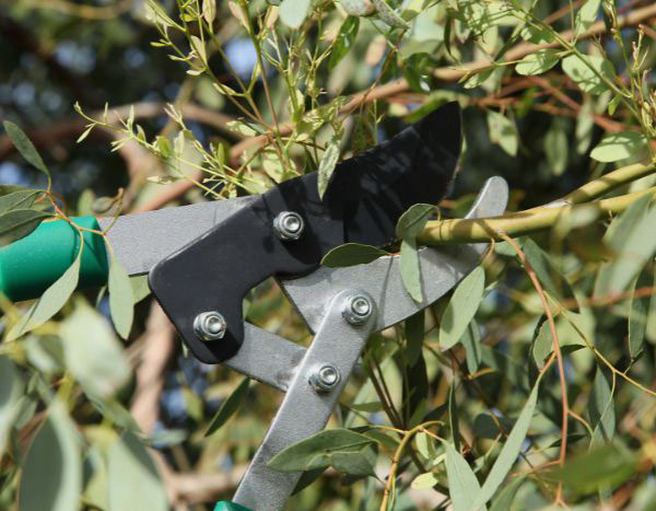 Comment tailler un Eucalyptus ?