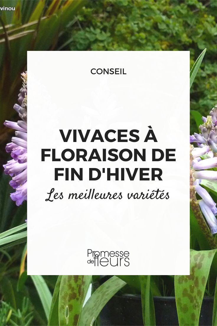 vivaces floraison fin hiver