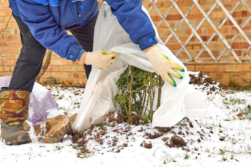 Jardin : voile d'hivernage, paillagecomment bien protéger du gel vos  plantes