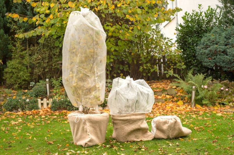 COMMENT PROTÉGER LES PLANTES DU FROID AVEC UN VOILE D'HIVERNAGE