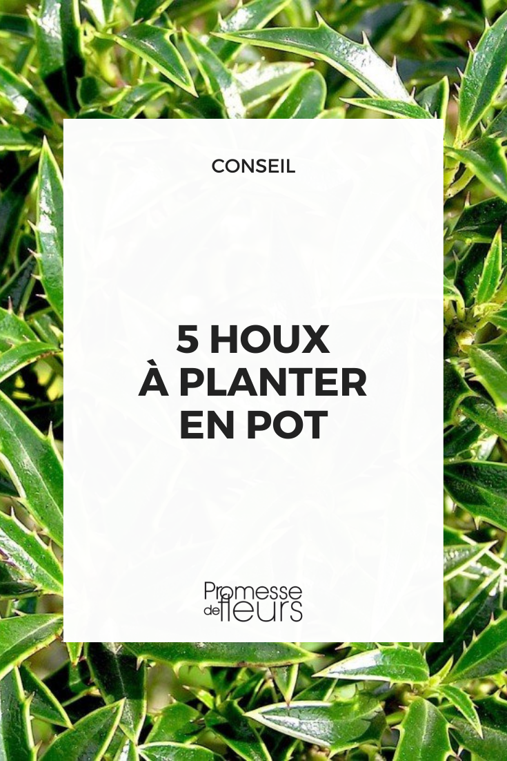 Houx, ilex pour plantation en bac ou en pot