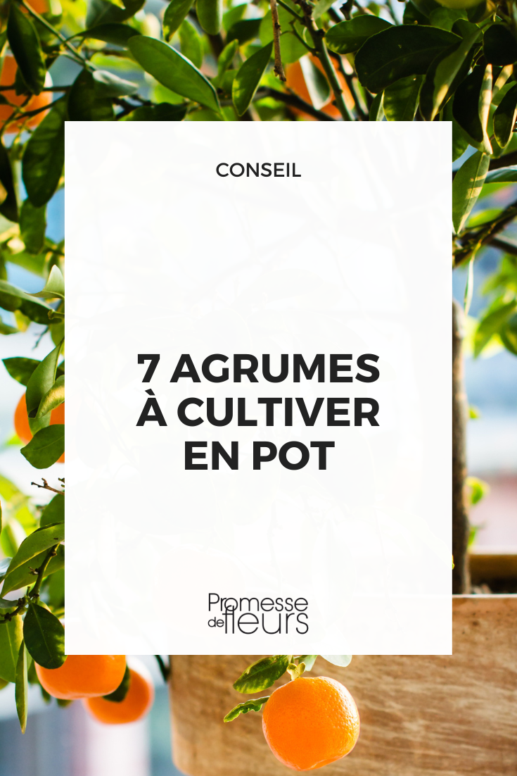 Sélection d'agrumes à planter en pot ou en bac