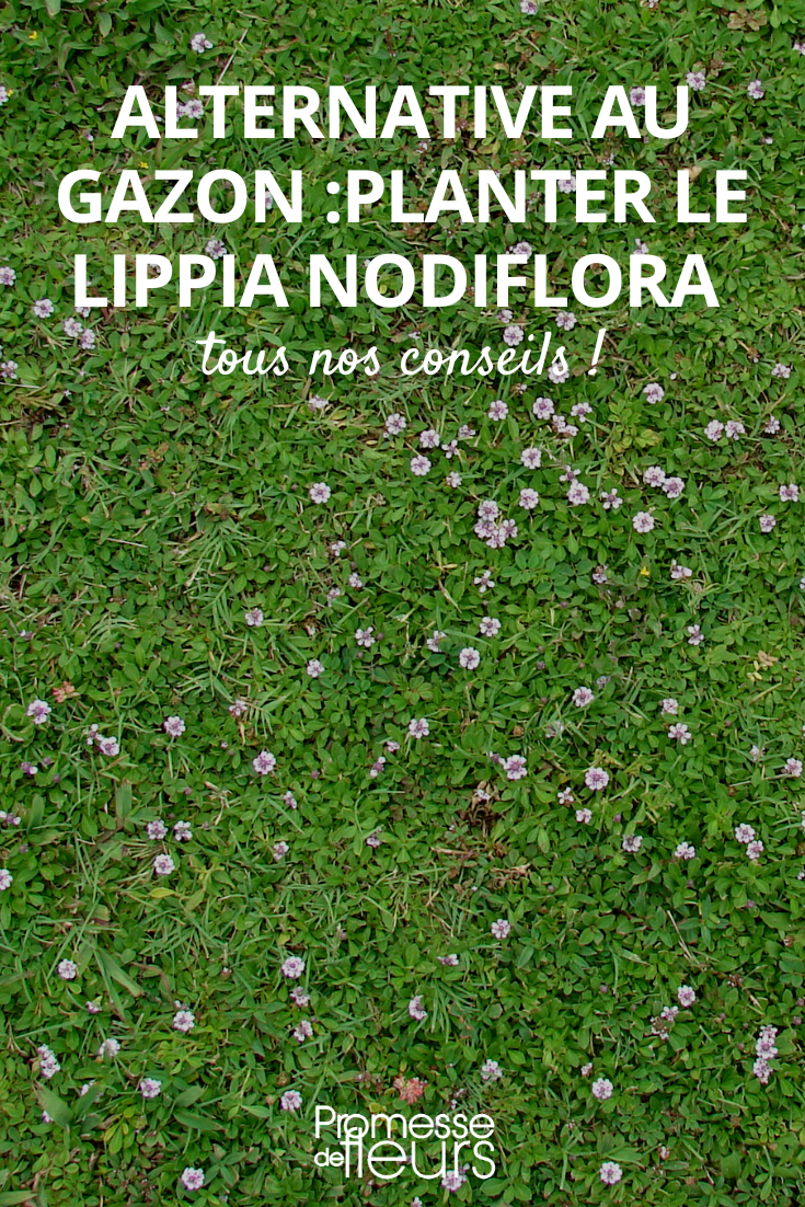 Lippia ou Phyla nodiflora