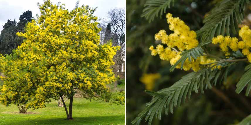 Arbres à croissance rapide : mimosa