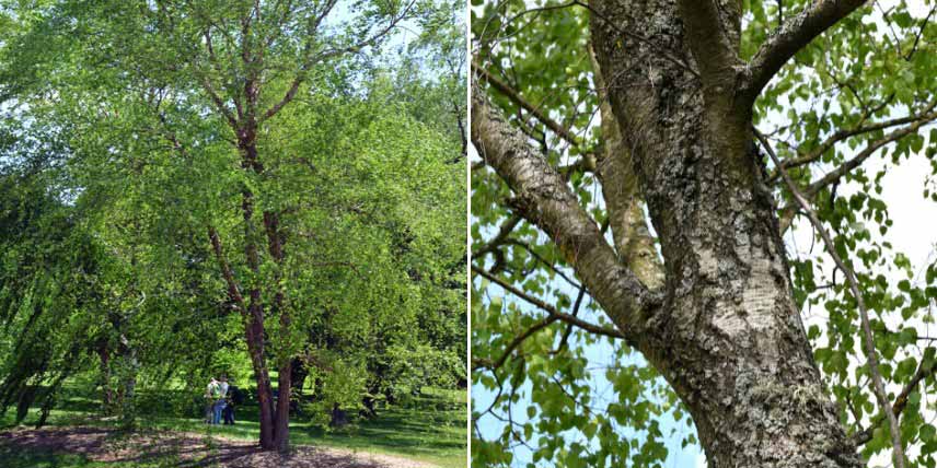 Arbres à croissance rapide : bouleau