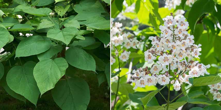 Arbres à croissance rapide : catalpa