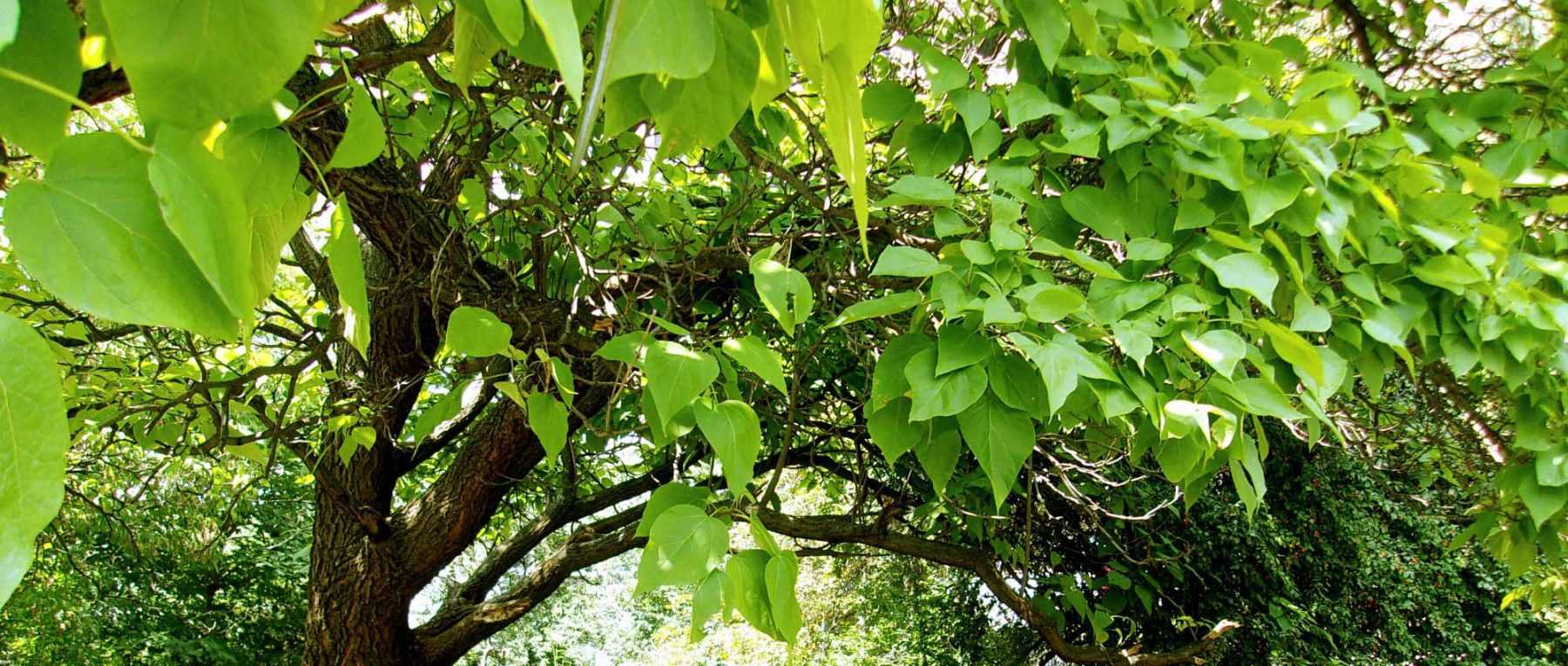 Branche décorative 5 feuilles blanche 80 cm