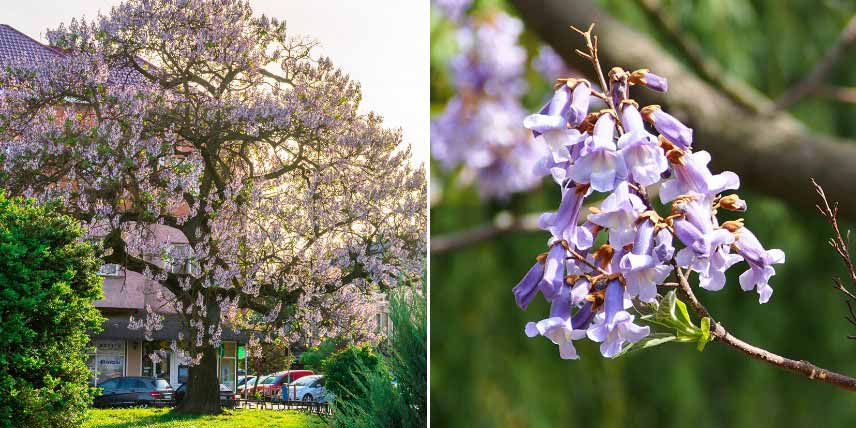 Arbres à croissance rapide : Paulownia