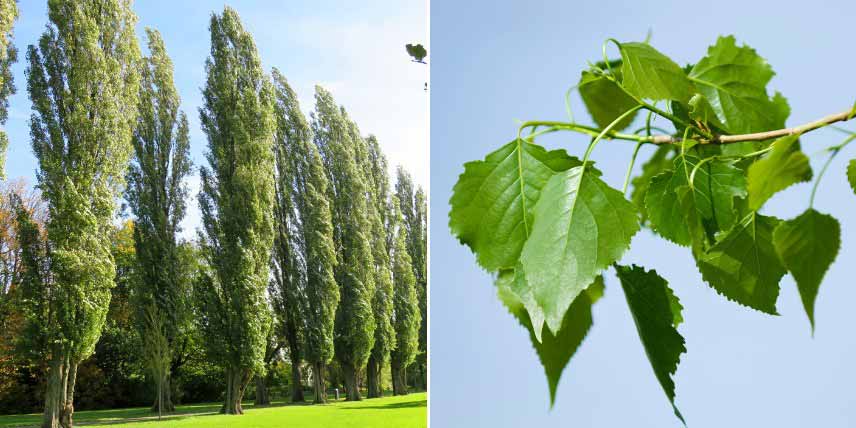 Arbres à croissance rapide : peuplier