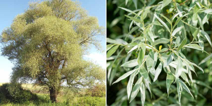 Arbres à croissance rapide : saule blanc