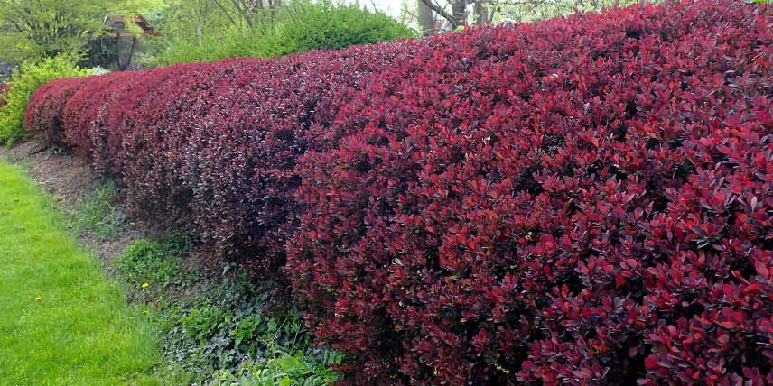 Arbustes pour haie en montagne : Berberis