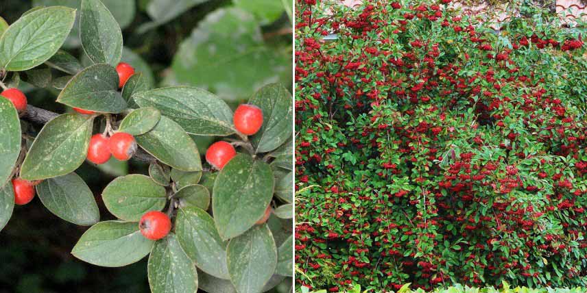 Arbustes pour haie en montagne : cotoneaster