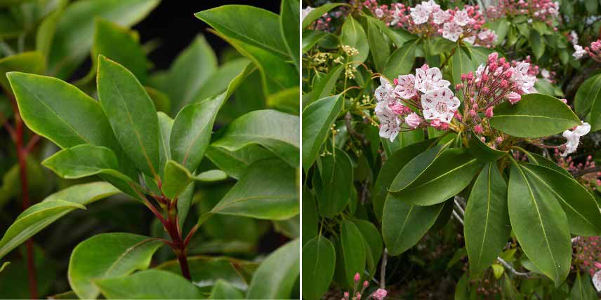 Arbustes pour haie en montagne : Kalmia