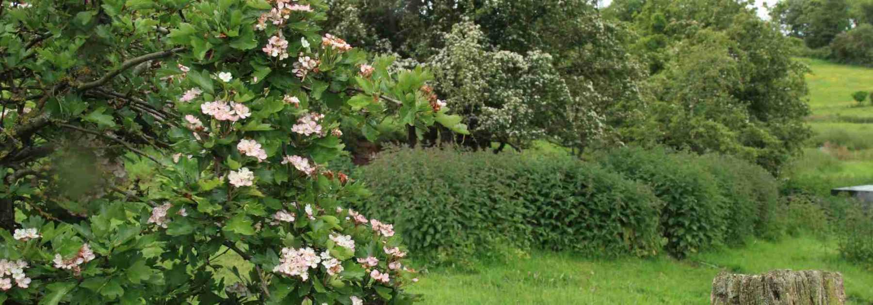 9 arbustes pour une haie bocagère