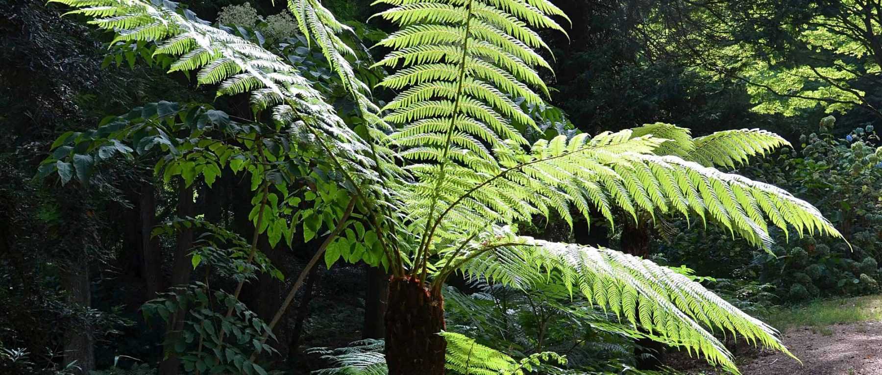 Bien arroser une fougère arborescente