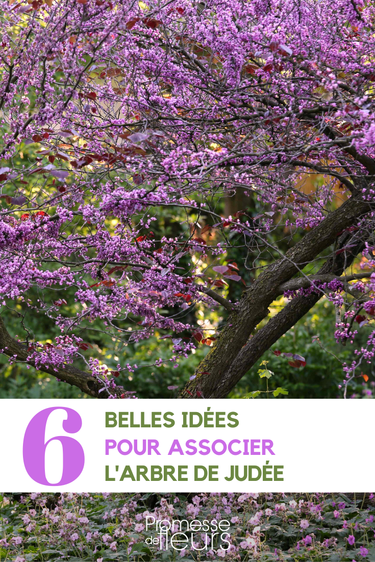 association au jardin cercis arbre de judee