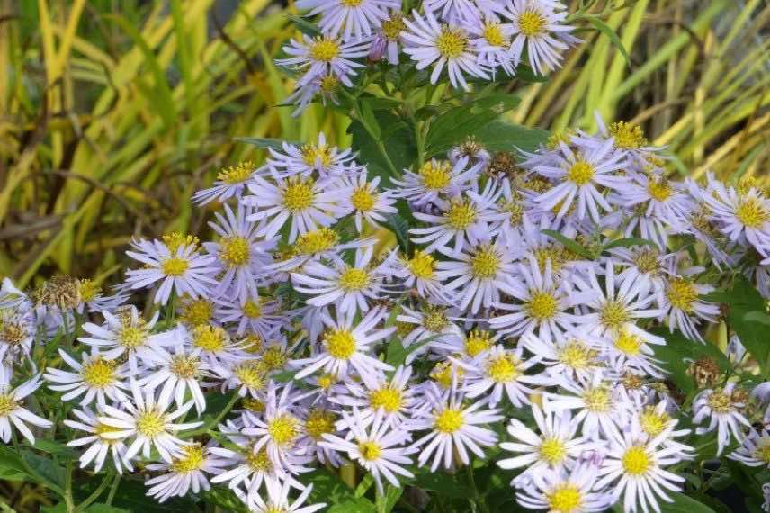 vivaces faciles : les Asters