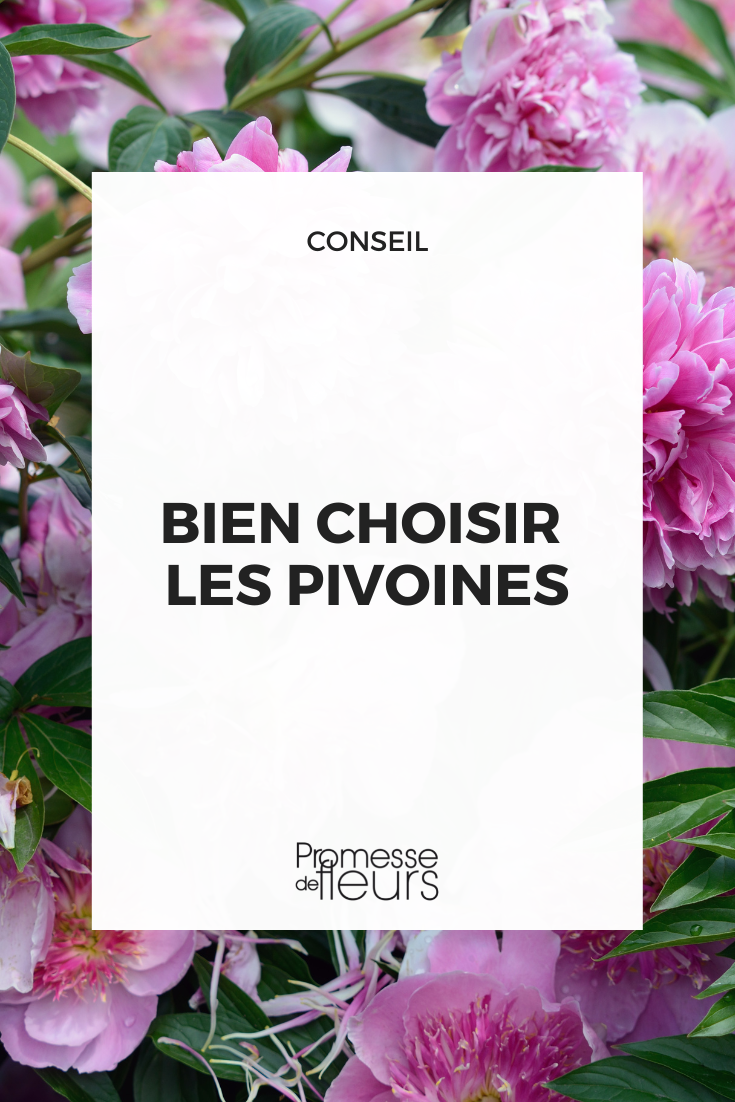 Sélectionner ses pivoines