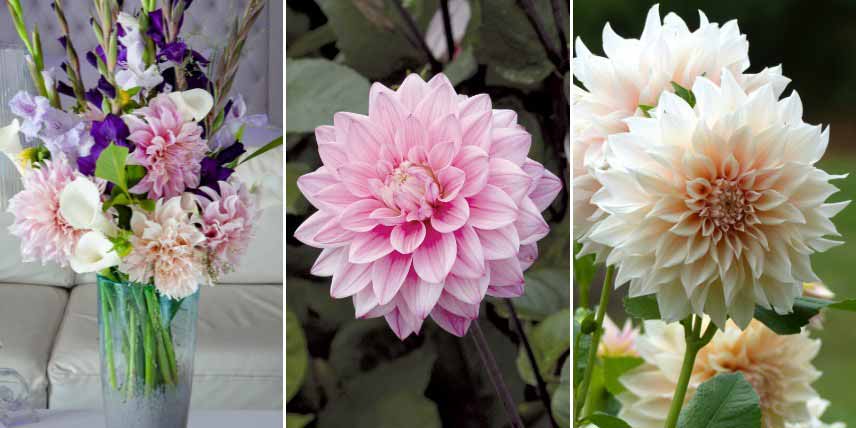 Plantes pour bouquets pastel : les dahlias