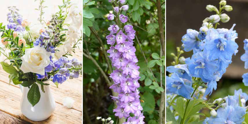 Plantes pour bouquets pastel : les delphiniums