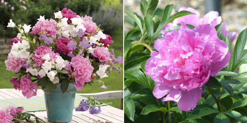 Plantes pour bouquets pastel : les pivoines