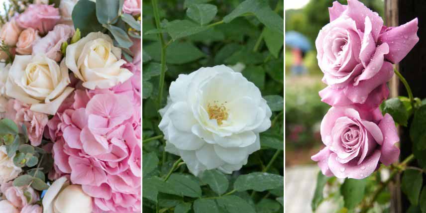 Plantes pour bouquets pastel : les roses