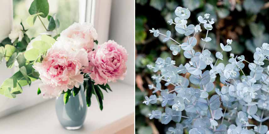 Plantes pour bouquets pastel : l'eucalyptus