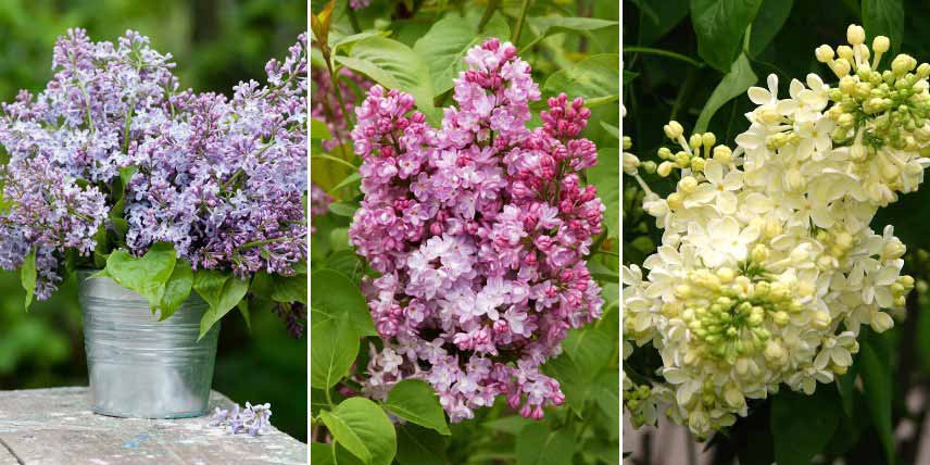 Plantes pour bouquets pastel : le lilas