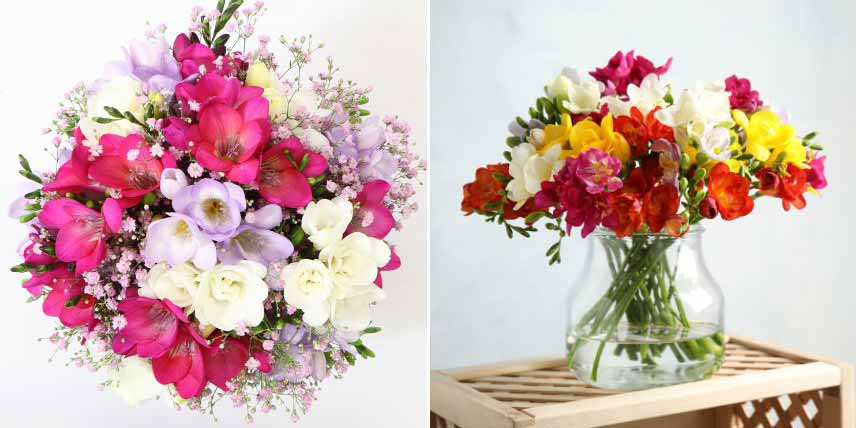 Bulbes d'été pour bouquets : freesias