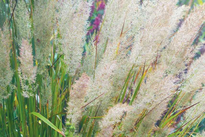 vivaces faciles : Calamagrostis