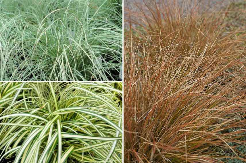 vivaces faciles : le Carex