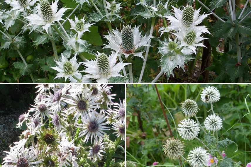 associer chardons eryngiums massifs jardin