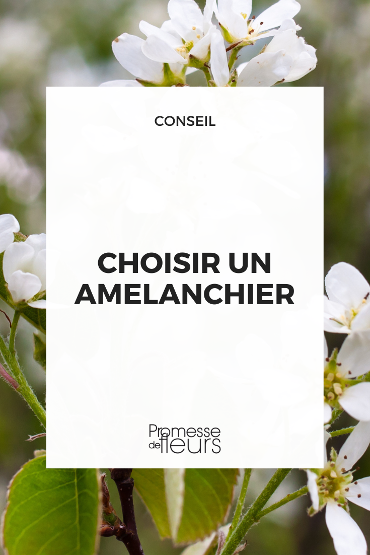 Quel Amelanchier choisir ?