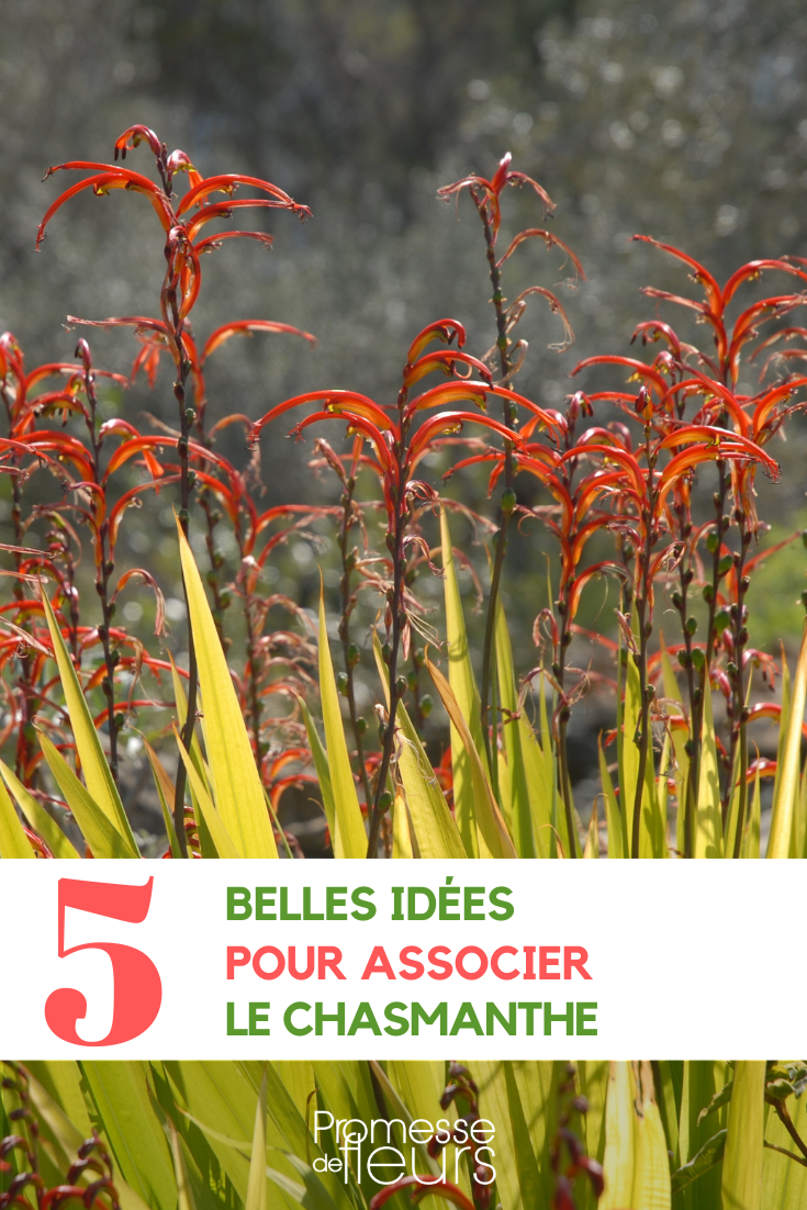 Associations avec les Chasmanthes au jardin et en pot