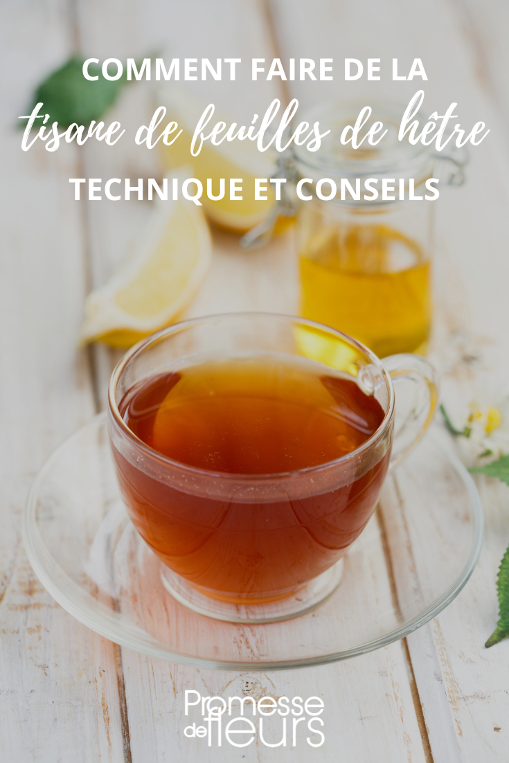 Infusion, tisane feuilles de hêtre