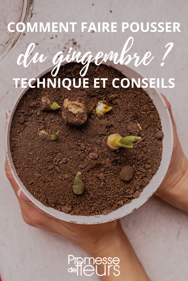 Planter des rhizomes de gingembre